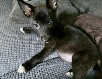Athena -  Corgi and Chihuahua Dog for Adoption in Plainfield, Illinois - Athena | PetCurious
