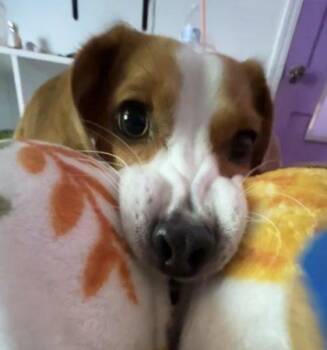 Hound and Mixed Breed Dogs Available for Adoption - Hazel | PetCurious