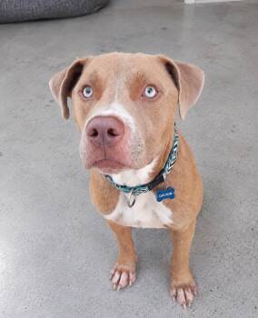 Davino -  American Staffordshire Terrier Dog for Adoption in Houston, Texas - Davino | PetCurious