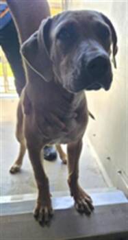 A887512 -  Pit Bull Terrier and Mixed Breed Dog for Adoption in Camarillo, California - A887512 | PetCurious