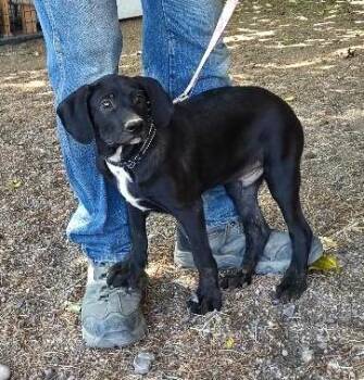 Rescue Black Labrador Retriever Dogs for Adoption in Golden Valley, Arizona - Conway | PetCurious
