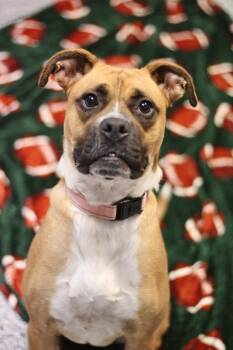 Rescue Boxer Dogs for Adoption in Manchester, New Hampshire - Savannah In NH! Come Meet Our Adoptable Dogs Wednesday-Saturday. | PetCurious