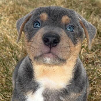 Shepherd Dogs Available for Adoption in Peyton, Colorado - Aruba (MR26-353) | PetCurious