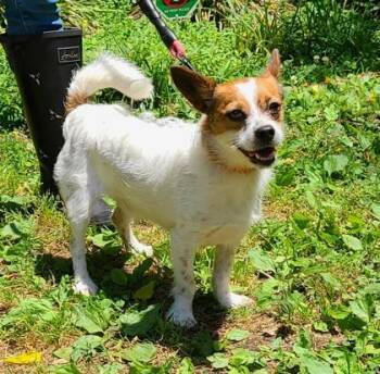 Rescue Terrier and Jack Russell Terrier Dogs for Adoption in Annapolis, Maryland - Kurt Buddy | PetCurious