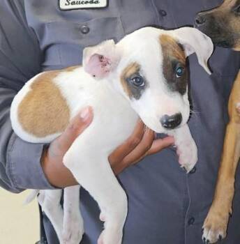 Rascal -  Boxer and Mixed Breed Dog Available for Adoption in Morton Grove, Illinois - Rascal | PetCurious