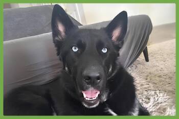 Rescue German Shepherd Dog and Siberian Husky Dogs for Adoption in Amherst, Massachusetts - Luna | PetCurious