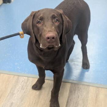 Rambo Ranger -  Chocolate Labrador Retriever Dog for Adoption in Watertown, New York - Rambo Ranger | PetCurious