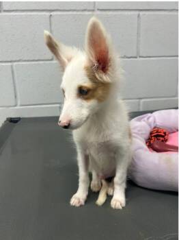 Felix -  Shetland Sheepdog Sheltie Dog for Adoption in Granbury, Texas - Felix | PetCurious