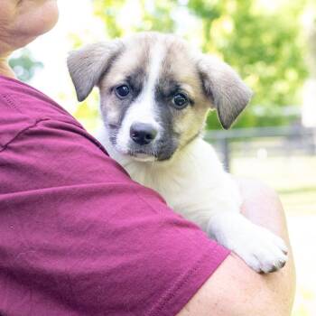 Saint Bernard and Beagle Dogs Available for Adoption in West Grove, Pennsylvania - Twister (Female)   Avail 5/23 | PetCurious