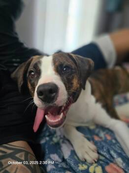 Rescue Beagle and Terrier Dogs for Adoption in Oswego, Illinois - Nessarose | PetCurious