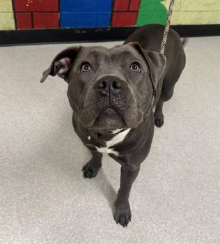 Pit Bull Terrier Dogs Available for Adoption - JESSIE | PetCurious