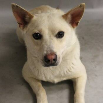 Pomeranian and Siberian Husky Dogs Available for Adoption in Washington, District Of Columbia - Paloma | PetCurious