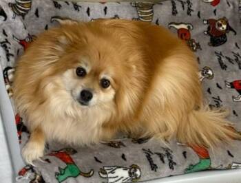 Pomeranian Dogs Available for Adoption - Lainey | PetCurious