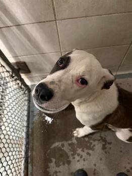Pit Bull Terrier and Australian Cattle Dog Blue Heeler Dogs Available for Adoption in Stockton, California - BOO | PetCurious