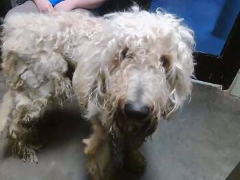SHIA -  Poodle and Mixed Breed Dog for Adoption in Tulsa, Oklahoma - SHIA | PetCurious