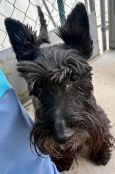 Callum / Lillie -  Terrier Dog for Adoption in Fort Lupton, Colorado - Callum / Lillie | PetCurious