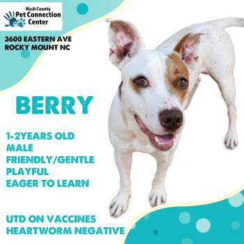BERRY  Available NOW - ADOPTION or RESCUE! -  Mixed Breed Dog for Adoption in Nashville, North Carolina - BERRY  Available NOW - ADOPTION Or RESCUE! | PetCurious