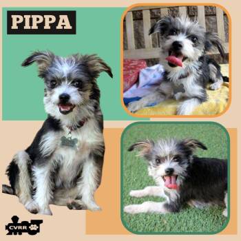 Pippa -  Terrier Dog for Adoption in Lindsay, California - Pippa | PetCurious