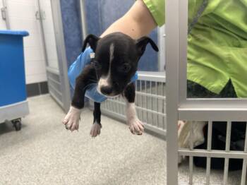 JOB -  Chihuahua and Pit Bull Terrier Dog for Adoption in Loveland, Colorado - JOB | PetCurious