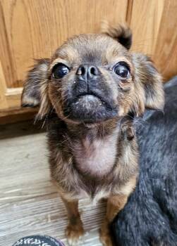 Pug and Chihuahua Dogs Available for Adoption - Tootsie | PetCurious