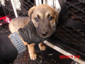 Meredith Grey -  Mixed Breed Dog for Adoption in Hobbs, New Mexico - Meredith Grey | PetCurious