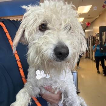 Niffler- City Of Industry Location -  Maltese and Poodle Dog for Adoption in Chino Hills, California - Niffler- City Of Industry Location | PetCurious