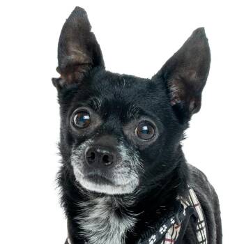 Chihuahua Dogs Available for Adoption - Swish 13640 | PetCurious