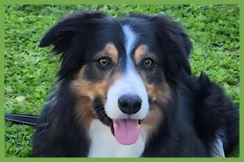 Darby -  Border Collie Dog for Adoption in Amherst, Massachusetts - Darby | PetCurious