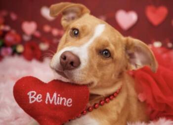 Corgi Dogs Available for Adoption - Tulip | PetCurious