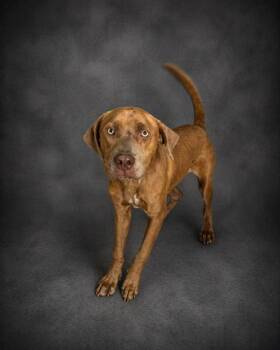 American Bulldog and Mixed Breed Dogs Available for Adoption in Winter Haven, Florida - DAPPER | PetCurious