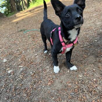 Kevin -  Chihuahua Dog Available for Adoption in Emeryville, California - Kevin | PetCurious