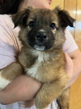 Two Socks -  German Shepherd Dog Dog Available for Adoption in Salamanca, New York - Two Socks | PetCurious