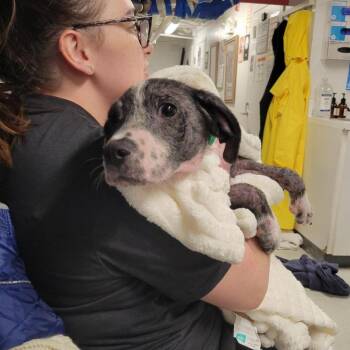 Miles -  Beagle and Mixed Breed Dog for Adoption in New York, New York - Miles | PetCurious