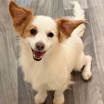 SHAKES -  Spaniel and Chihuahua Dog for Adoption in Graham, Washington - SHAKES | PetCurious