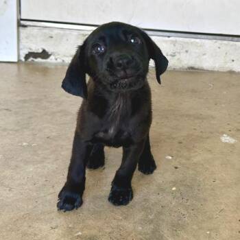 Macchiato 0205 -  Black Labrador Retriever Dog for Adoption in Loxahatchee Groves, Florida - Macchiato 0205 | PetCurious