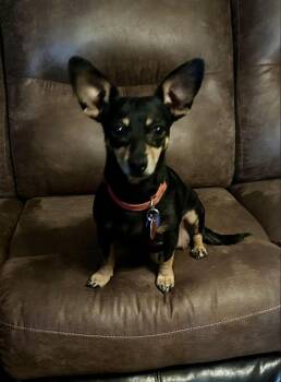 Dachshund and Terrier Dogs Available for Adoption - Sissy  | PetCurious