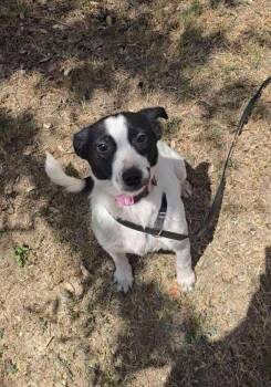 Rescue Terrier Dogs for Adoption in San Antonio, Texas - Peanut | PetCurious