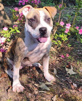 Rescue Boxer Dogs for Adoption in Southaven, Mississippi - TOFFEE | PetCurious