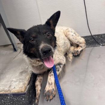 Yang -  Mixed Breed Dog for Adoption in Columbiana, Alabama - Yang | PetCurious