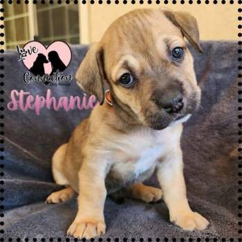 Dachshund Dogs Available for Adoption in Gilbert, Arizona - Stephanie | PetCurious