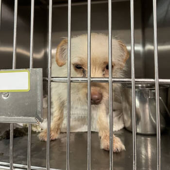 Rescue Lhasa Apso Dogs for Adoption in Northbrook, Illinois - Squirt | PetCurious