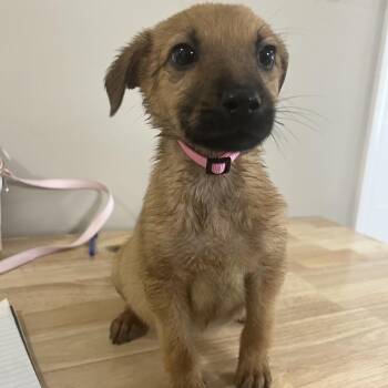 Sleeping Beauty -  Mixed Breed Dog for Adoption in La Grange, Kentucky - Sleeping Beauty | PetCurious