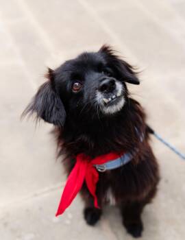 Dachshund and Papillon Dogs Available for Adoption in Pflugerville, Texas - Rudy  | PetCurious