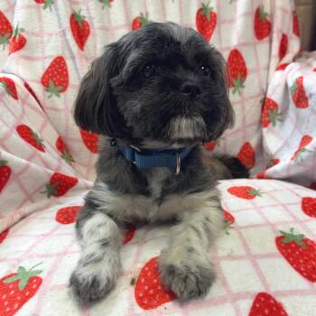 Maxxi -  Shih Tzu Dog for Adoption in Kittanning, Pennsylvania - Maxxi | PetCurious