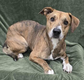 Mateo -  Mixed Breed Dog Available for Adoption in Frankfort, Indiana - Mateo | PetCurious