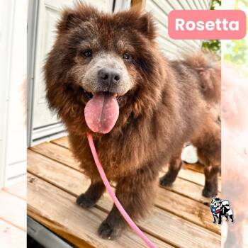 Rosetta fka Osita -  Chow Chow Dog for Adoption in Houston, Texas - Rosetta Fka Osita | PetCurious
