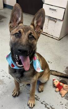 German Shepherd Dog Dogs Available for Adoption in Stockton, California - RIVER | PetCurious
