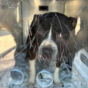 Rhombus -  Mixed Breed Dog for Adoption in Philadelphia, Pennsylvania - Rhombus | PetCurious