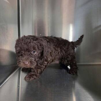 Male Puppy 2 (1952) -  Miniature Poodle Dog for Adoption in Fairfax Station, Virginia - Male Puppy 2 (1952) | PetCurious
