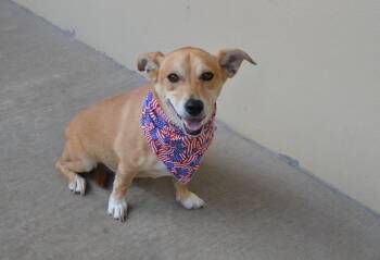 Copper -  Mixed Breed Dog for Adoption in Mckinney, Texas - Copper | PetCurious